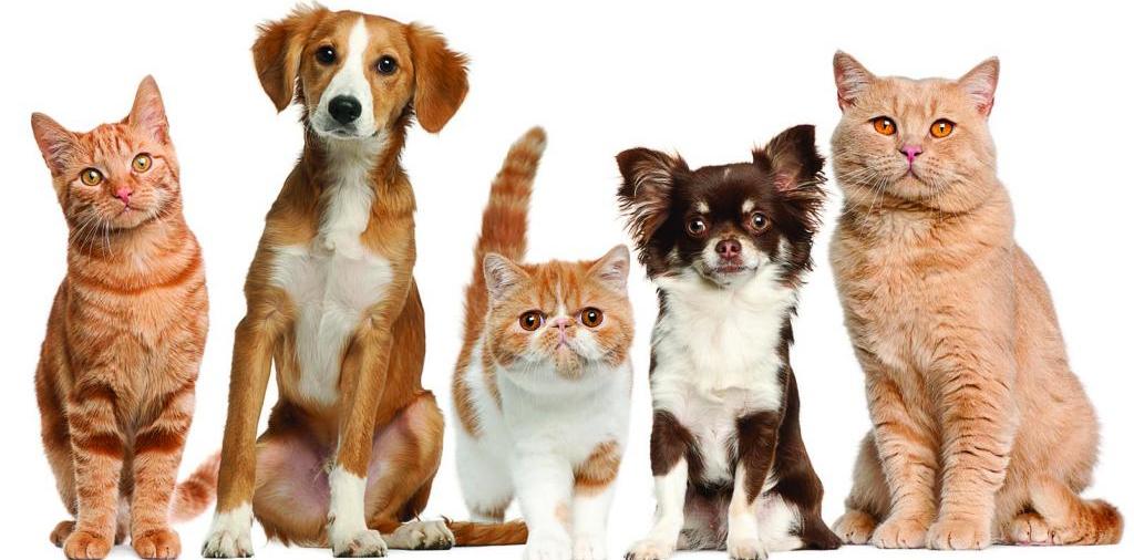 Доска объявлений о животных | ЗооТом - продажа, вязка и услуги для животных в Кингисеппе