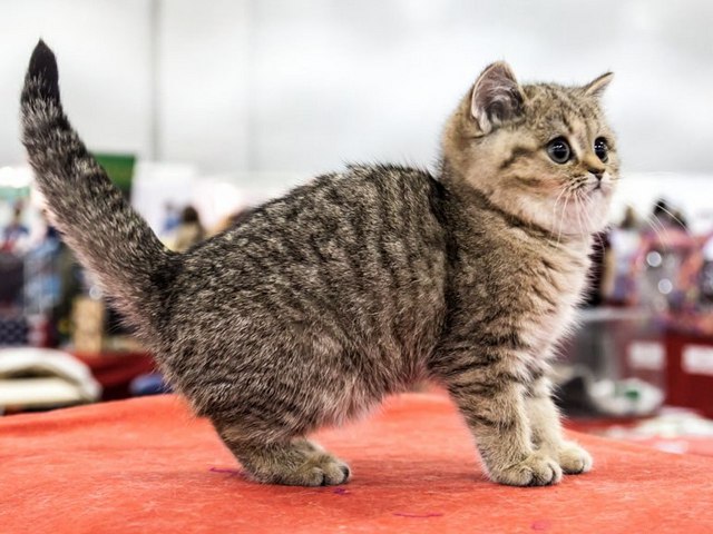 Породы кошек в Кингисеппе | ЗооТом портал о животных