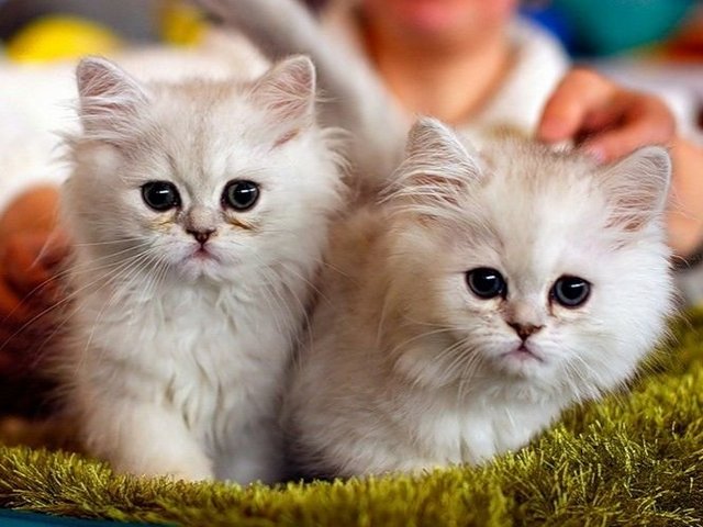 Породы кошек в Кингисеппе | ЗооТом портал о животных