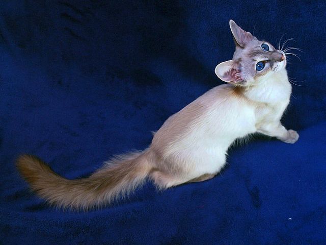 Выведенные породы кошек в Кингисеппе | ЗооТом портал о животных