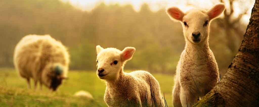 Объявления о сельскохозяйственных животных | ЗооТом - продажа, вязка и услуги для животных в Кингисеппе