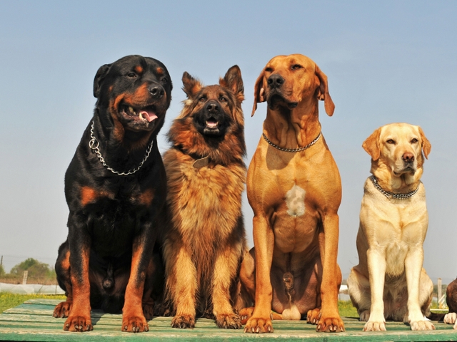 Крупные породы собак в Кингисеппе | ЗооТом портал о животных