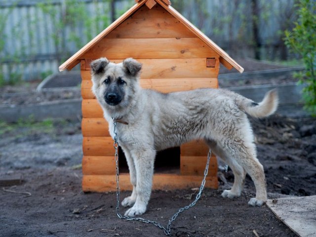 Все о собаках в Кингисеппе